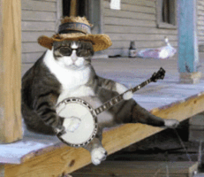 :banjocat